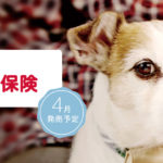 動物病院は高額でしょ?家族同然の愛犬や愛猫の為の「ドコモのペット保険」が始まる!